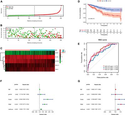 A Novel Prognostic Signature for Survival Prediction and Immune Implication Based on SARS-CoV-2–Related Genes in Kidney Renal Clear Cell Carcinoma